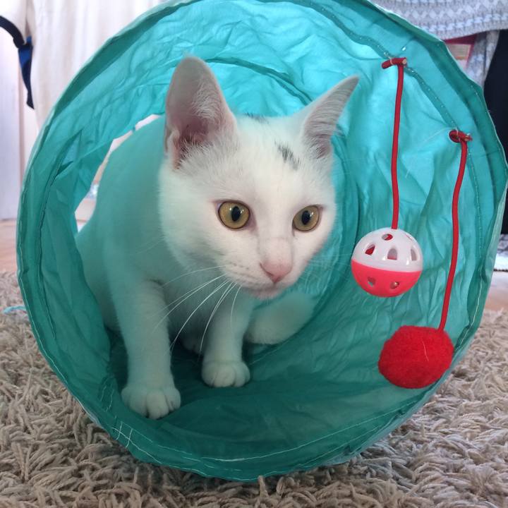 9c6bbea0 4b5e 471e 973e e0a3020e4099