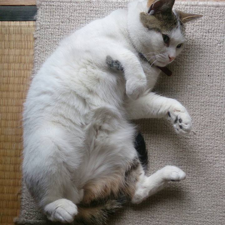 9c77b35c e56e 4e8f 99cf 0816cc692c90