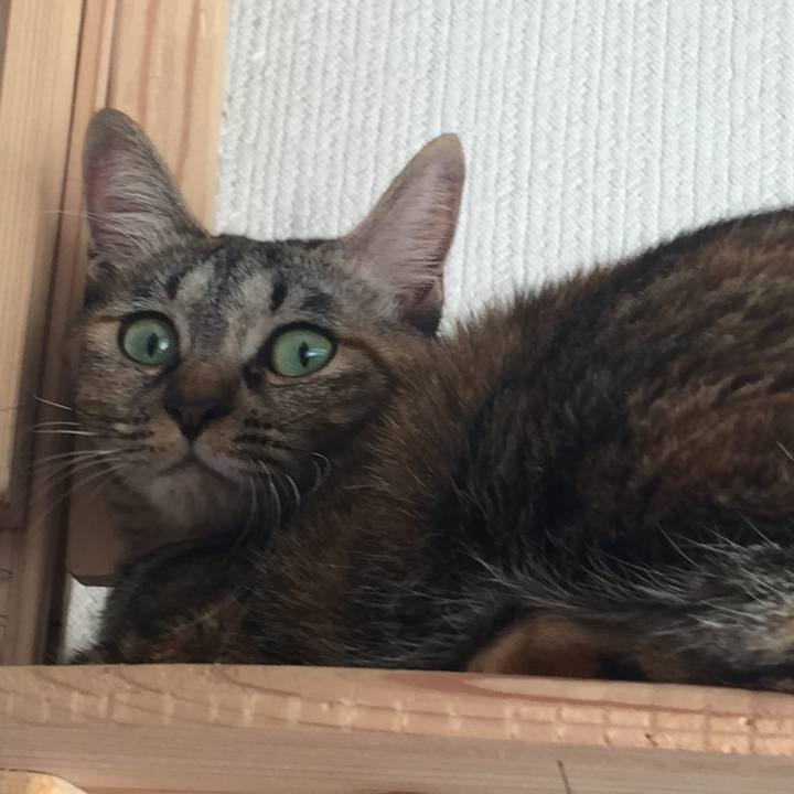 9c81e38a f2f1 4f8e bf7f f73f8afef657