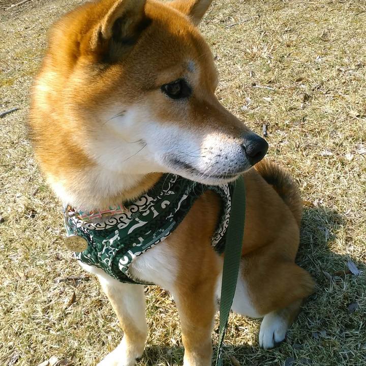 9c8220f5 1576 4430 bf75 a60287400118