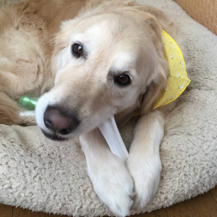 9c82960a 65ee 4cf8 be8b 9d639fe5da36