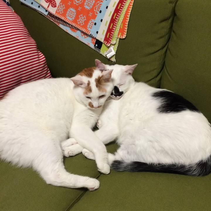 9c8660ea b4ab 4c6a 9111 4736881c04ad