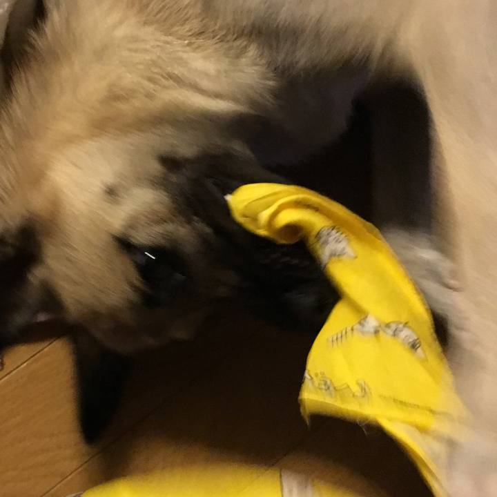 9c8dfe0c 84c0 4cef 83af ec36d62c3ea2