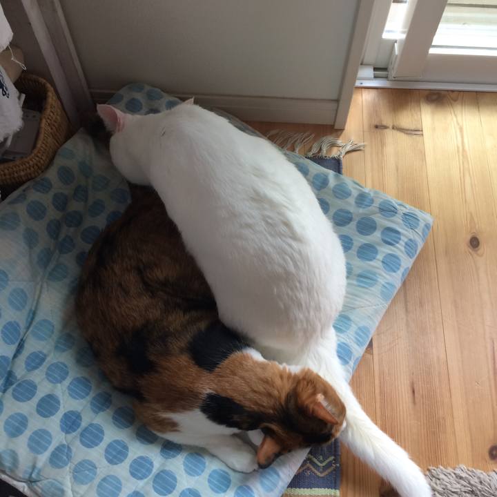 9c91a69f 773c 49a8 8994 6c5676eb8d09