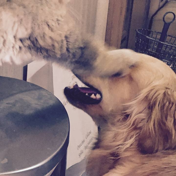 9c9a0c5e 9790 41e2 93eb 86d7b7345117