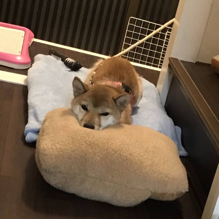 9c9c74a6 2740 4169 b9fa d8baaccf4f54