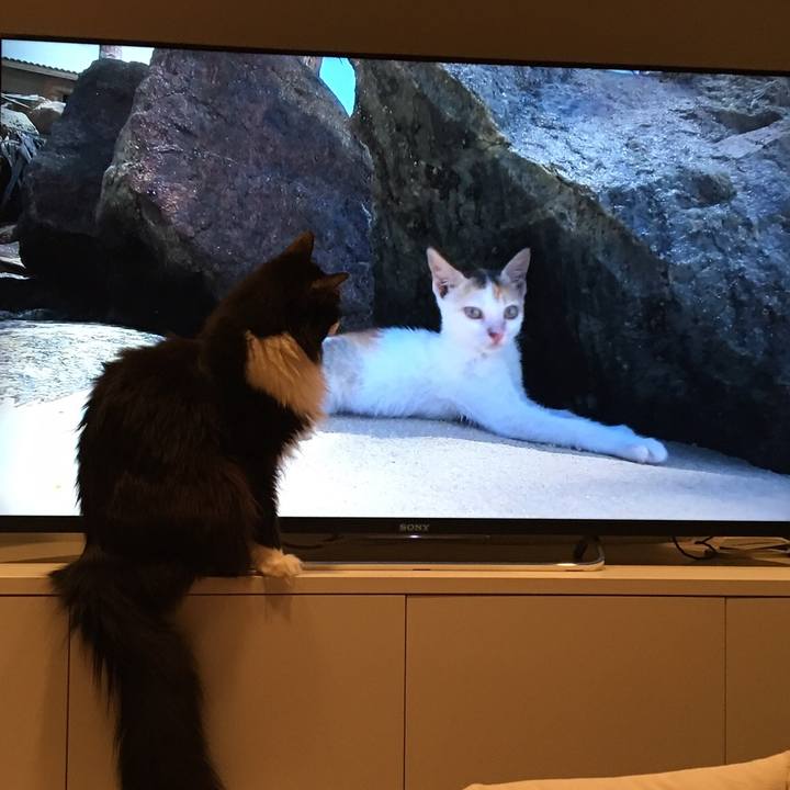 9ca1b5ea 742c 46de 9376 41330a7d6567