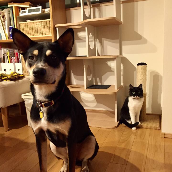 9ca80ca8 1b60 4fc7 9943 f894e692c44d