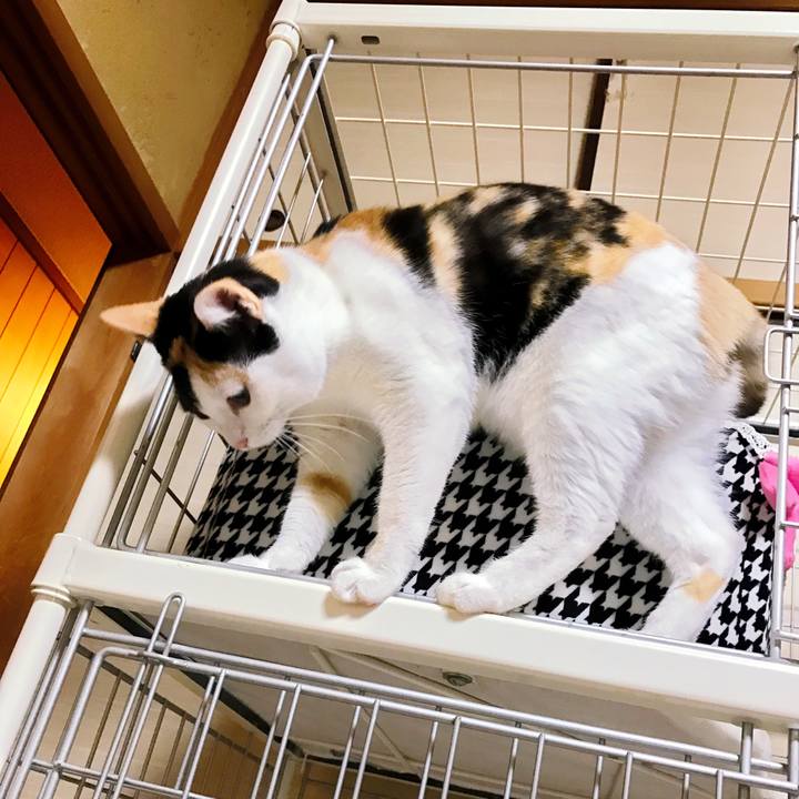 9caa1cad 2683 41ad ab82 a73c109b582e