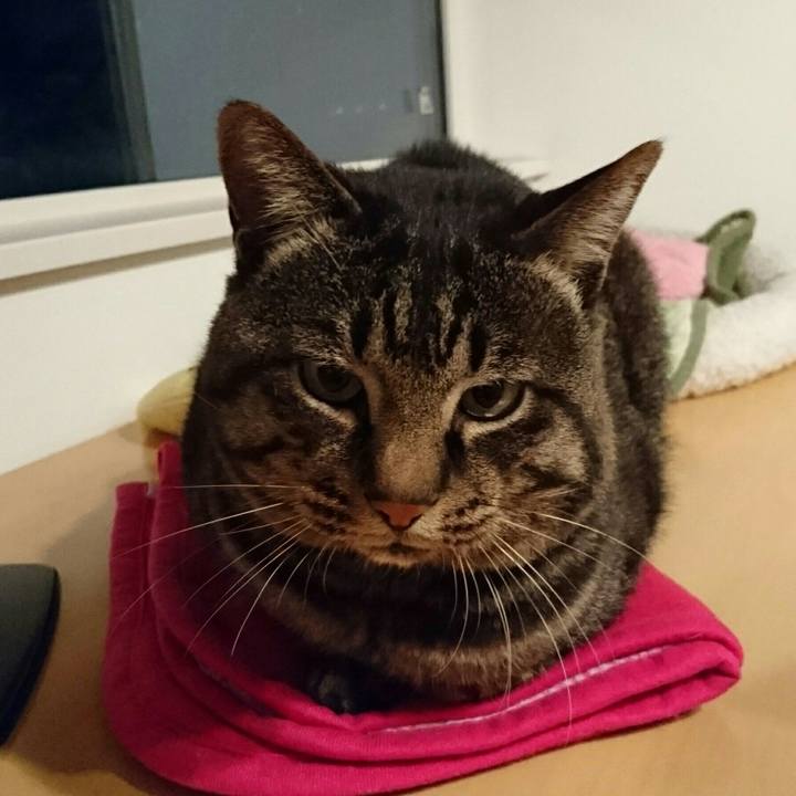 9cc354c2 206a 4dc0 99bf 117b0d509581