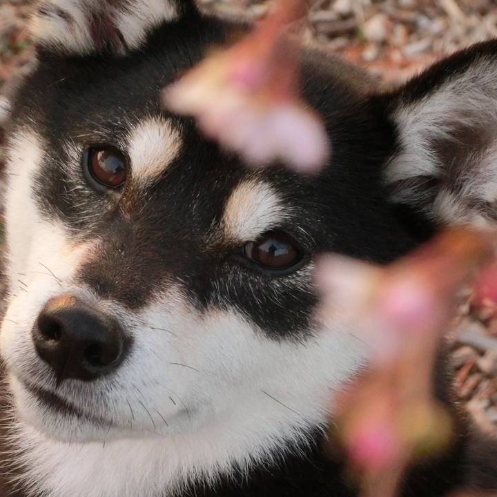 9ccd8bdc 7437 4ce4 942b 9134a50403a4