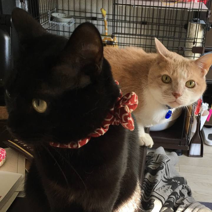 9ce3cc59 8894 429c a916 f3b94aee291d