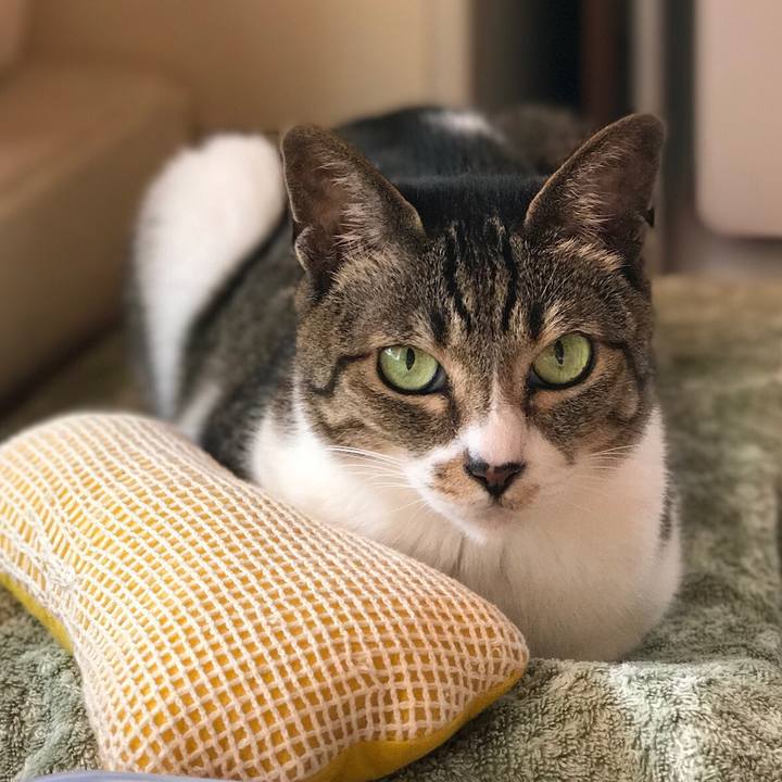 9ce89e45 ef78 4075 878d ca97b5f077dd