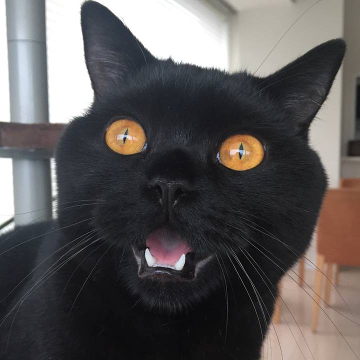 9cf5543d d817 4da1 b634 e3d62fcd4b68