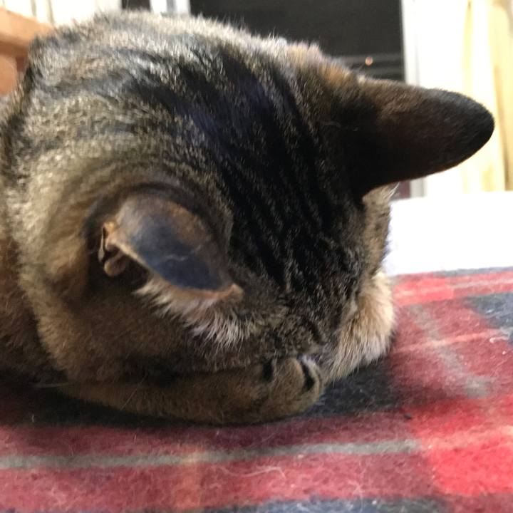 9cfdb4d5 9dd0 4325 a1f1 9756a2ee5815