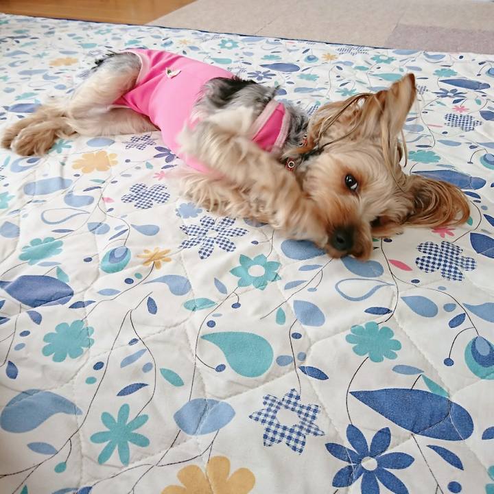 9d036bea 3b3f 4d76 85d3 40f4a19d3eea