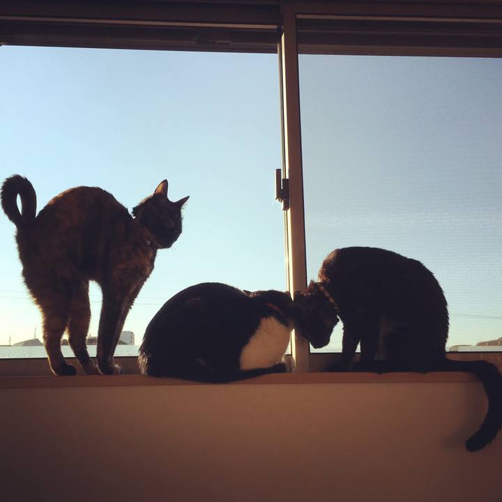 9d0fc0aa 4403 400a 814a f682bc5ea1c7