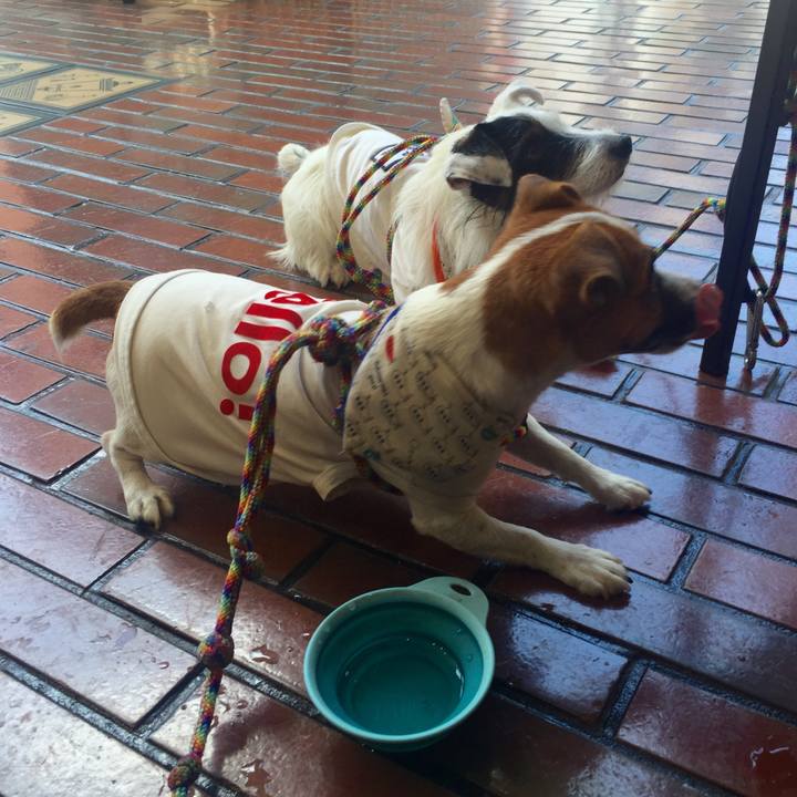 9d334ca3 f11b 4c2e b35d 5e15263613e1