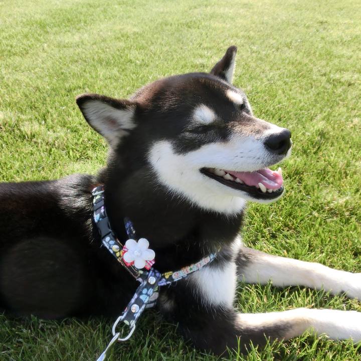 9d36176e d29b 4955 93b3 8729cb87e093