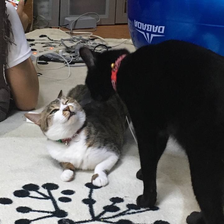 9d4dacc1 72b4 4989 803b 1035f9d6dd28