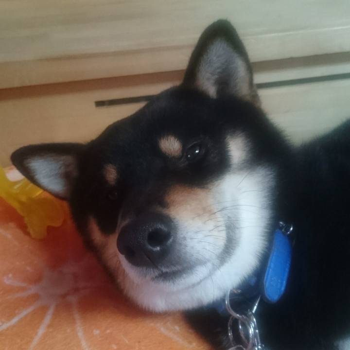 9d4e255c 0073 4266 a86a 2c788ac70651