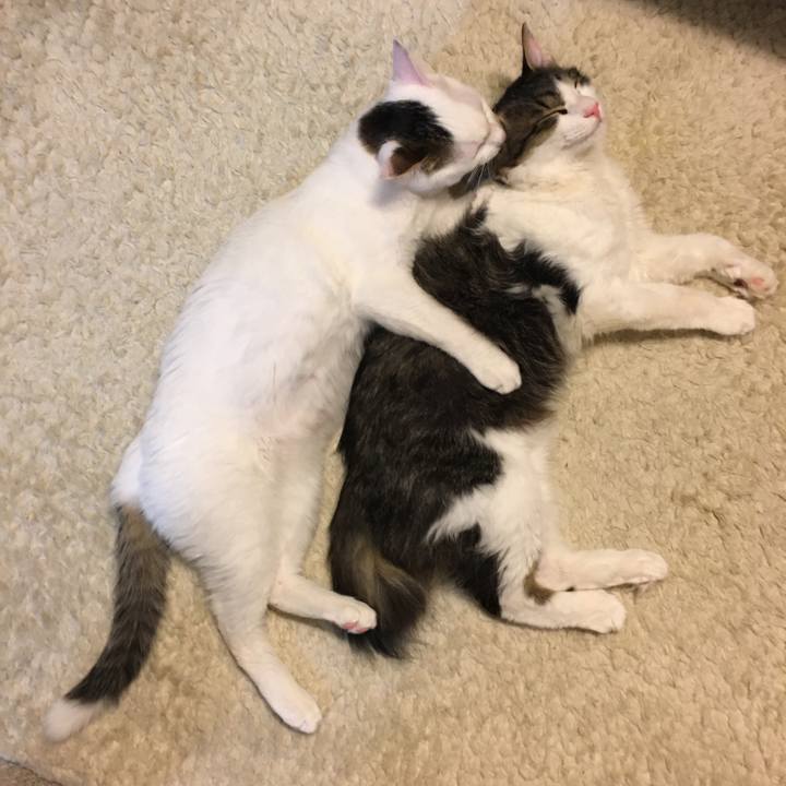 9d536a0d 4683 456b b05c 1ddfdfd9f49c