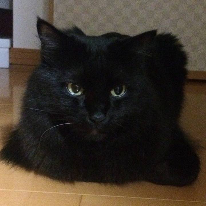 9d6846e5 1fbf 4a95 a03a 56b46c6f72d1