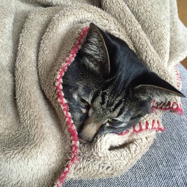 9d68dd96 dada 477c 974c ad96704ae0f5