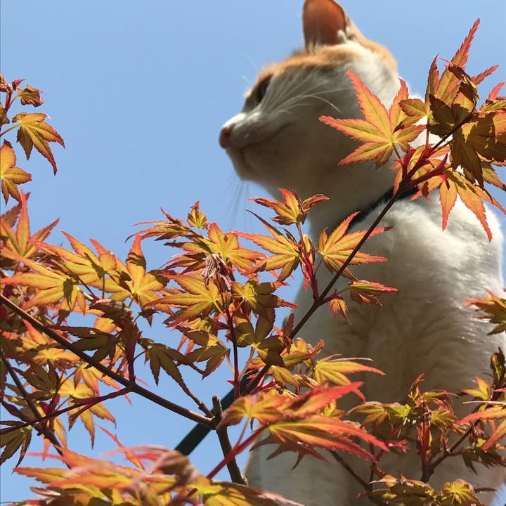 9d74aad5 a6ae 4f3a 8db1 dba4f51b7ab5