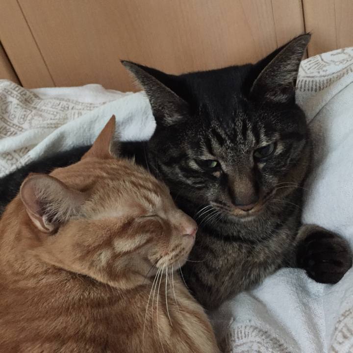 9d8d03a0 3082 455a 80b7 c54297b80d34