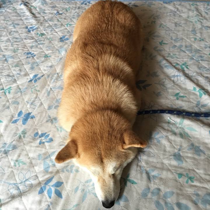 9d9863aa 4703 482a aef2 823cb54332ef