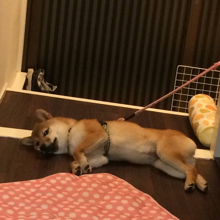 9d9905b4 04c2 4af8 a4d6 0ddb734ee5c8