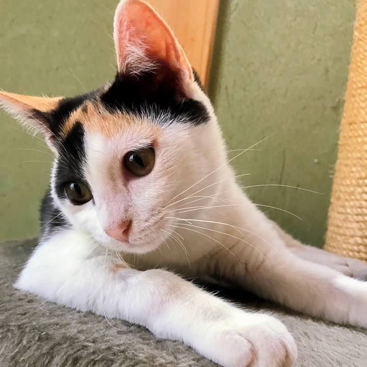 9da43d84 c832 42e4 b6d9 8812c1cf48ec