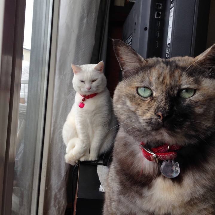 9da4ef8a 02c4 472f bbf8 1f65f4d5f2af