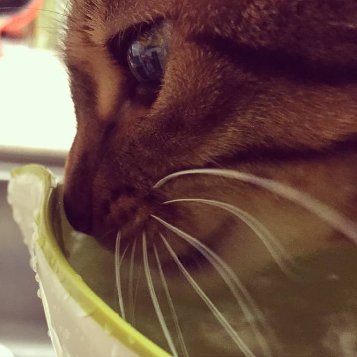 9dad507c 8e1a 4cef 98b5 52543dc66fa8