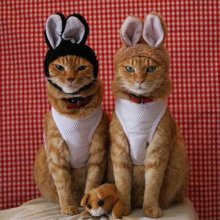 9de343d4 e9bd 4074 82c9 39564d88f38a