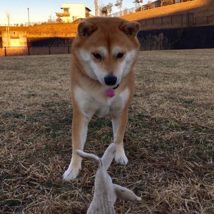 9dfa4c9f 5259 4dfc 85ba 8edfcc30f93b