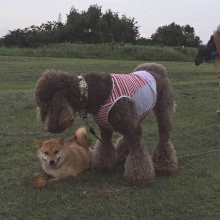 9dfc229b 475d 4c00 83a0 0f7152246590