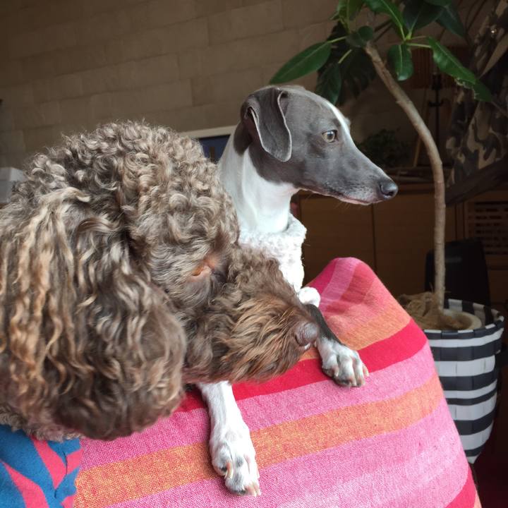 9e0a19a6 e86a 4605 b6a3 3b64572bbf99