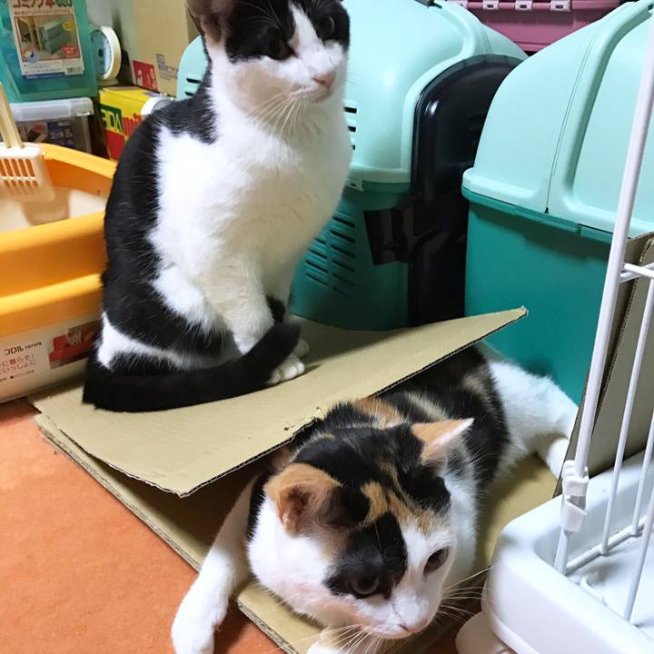 9e0bcfbb 32c7 40a5 a54f a1718f76f838