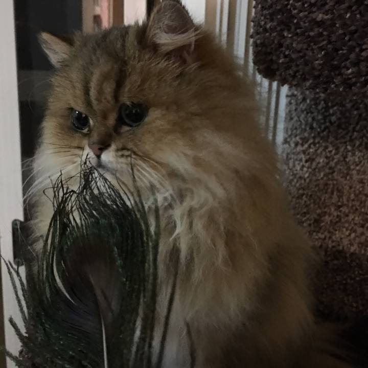 9e0d18bc 5b0c 41f3 b4f5 5b8c5dbc1dd7