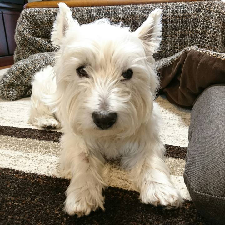 9e0d929d e0df 4960 8775 b58998b48b95