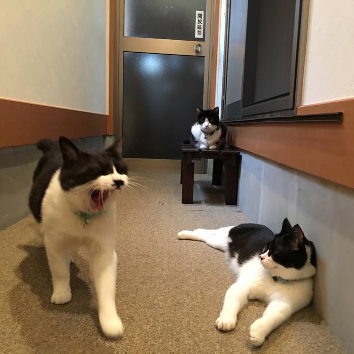 9e0da738 5017 4452 a5d7 9303e76fe4c8