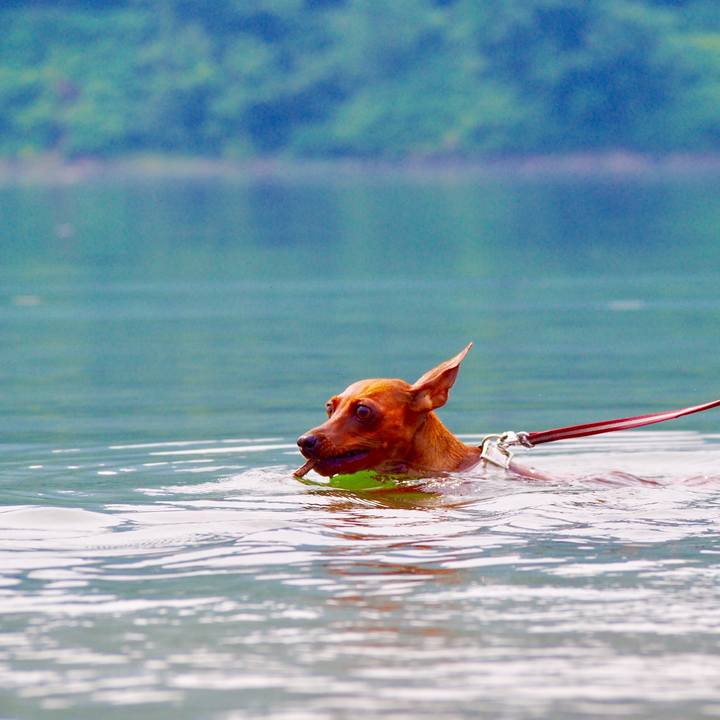 9e0eb6c4 348a 4996 a04d a840da922443