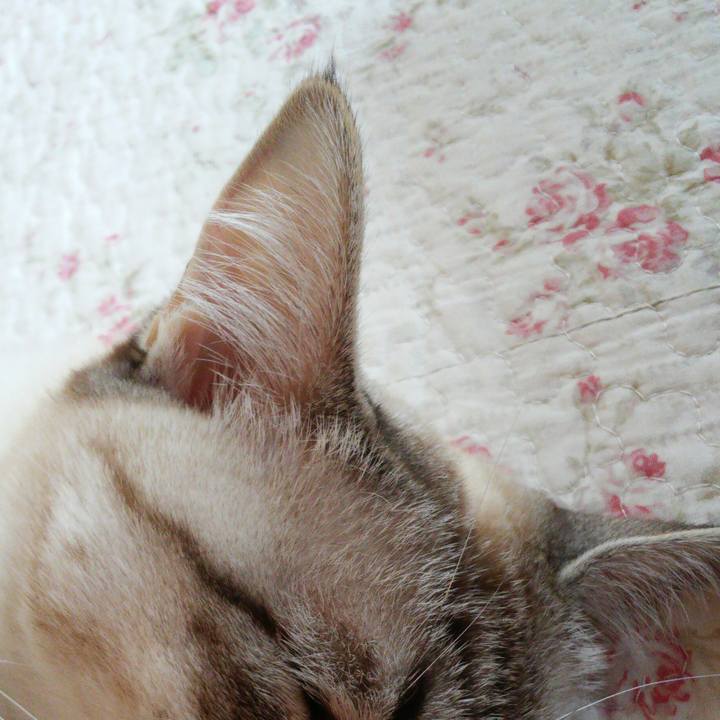 9e10c106 6729 44ca 8cb3 8cf8566d2774