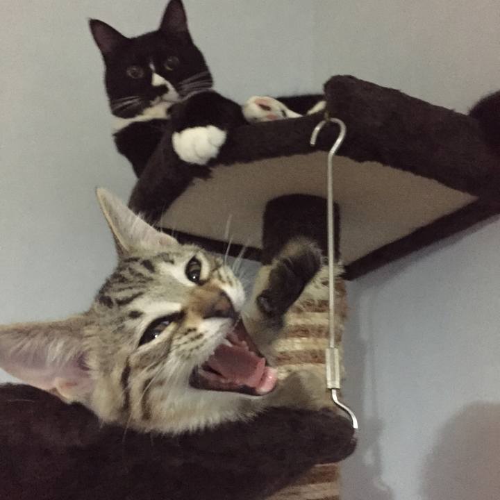 9e11b7e1 7a6a 43ca a0ad 686058f19b25