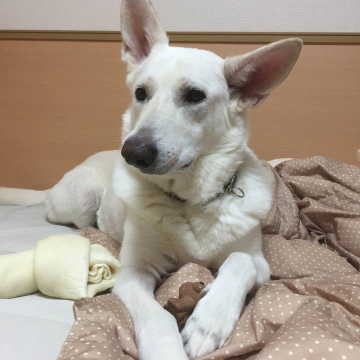 9e1976fc e9e3 4d4f a82f a46da6d0b320