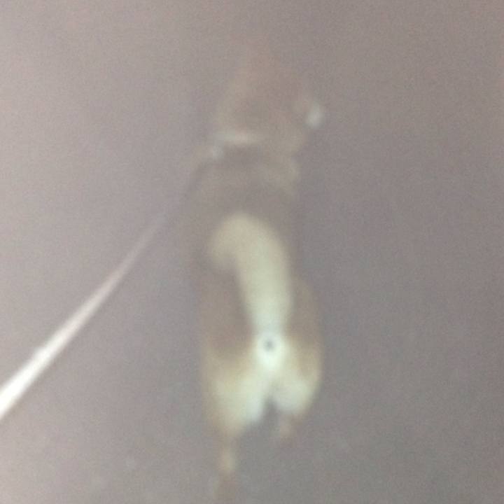 9e1b4b35 4a91 41cd 9886 6ddaf4f556ee