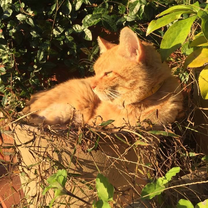 9e2271a0 fcd6 4ca0 8163 a6392727baf4