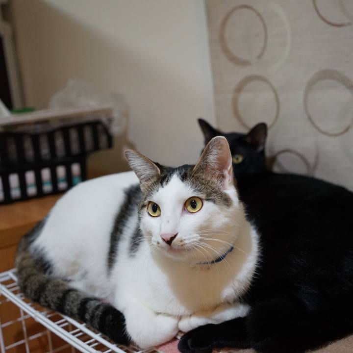 9e23f6c5 9003 43c4 bbb0 06507cb4dbca